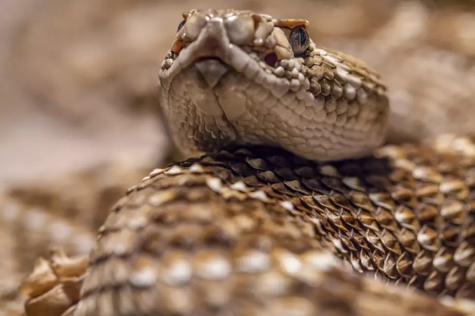 Is Missoula Being Taken Over By Rattlesnakes?
