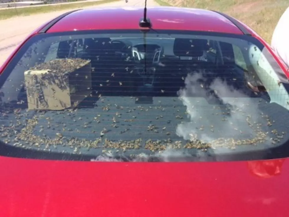 Car Full of Bees