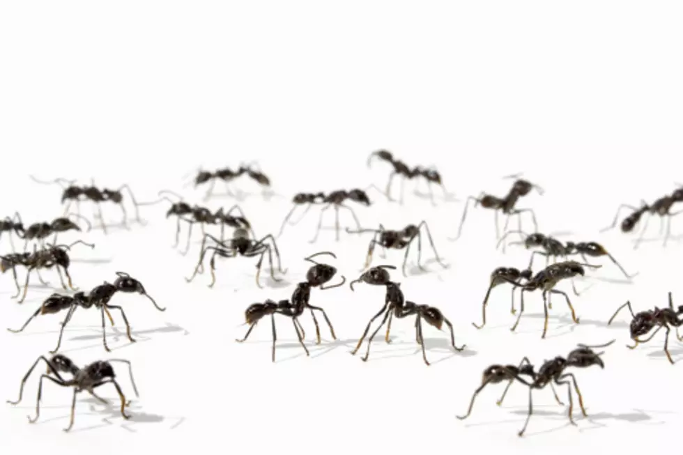 Watch an  Ant Pile Mosh to Slayer