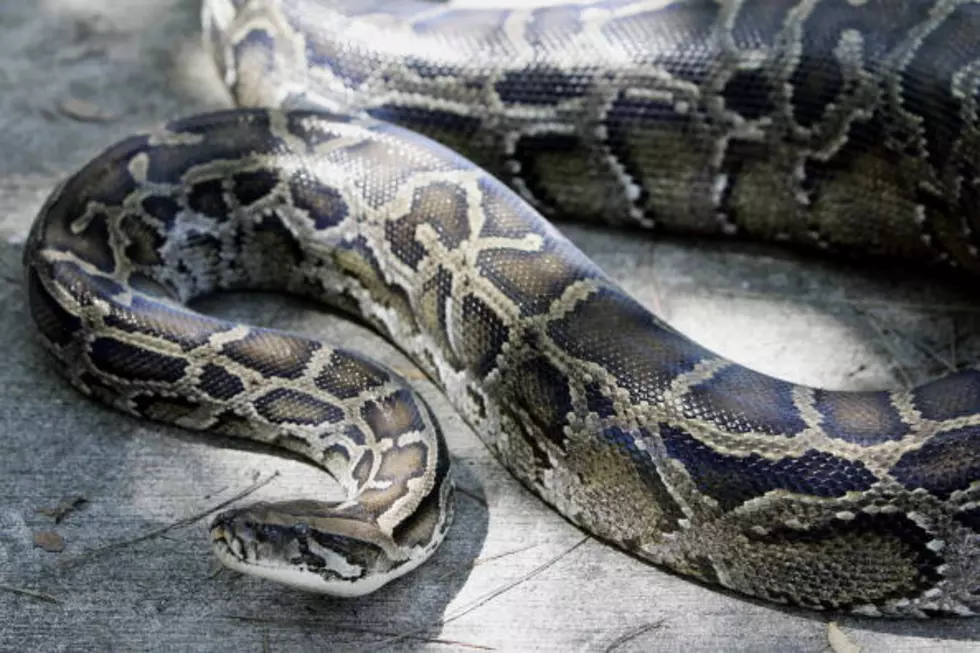 Dude Steals Python by Shoving it in His Pants [VIDEO]