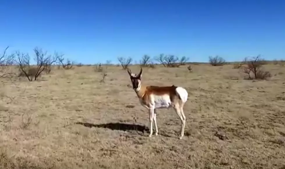 Watch an Antelope Attack a Drone [VIDEO]
