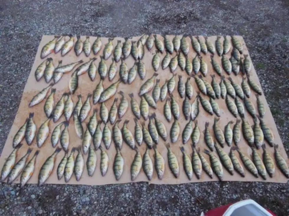 Perch Bite May Still Be On Flathead Lake for Memorial Day Weekend