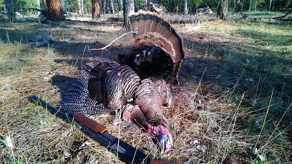 I Bagged a Bitterroot Thunderbird – Spring Turkey Hunting in Montana