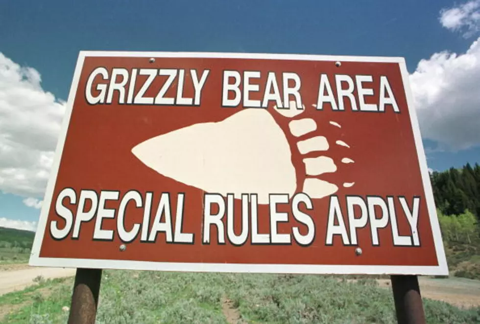 Insane Footage of Hikers Running From Glacier Park Grizzly