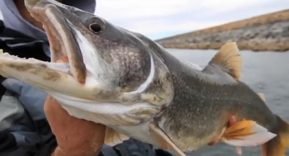 Nearly 28,000 Fish Caught on Flathead Lake this Spring