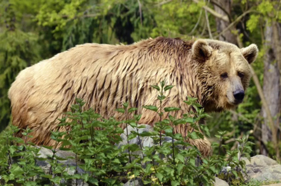 Grizzly Bear Confronts Hikers in Glacier National Park