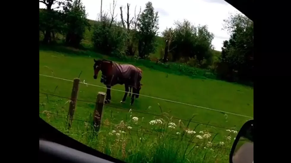 Meanwhile in Montana – Pantera Horse