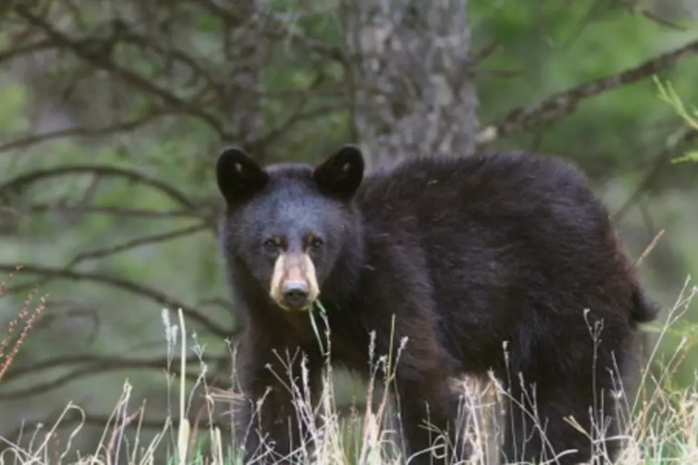 How Bears Cool Off On A Hot Summer Day