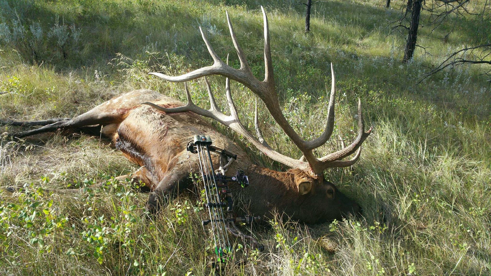 largest bull elk on record