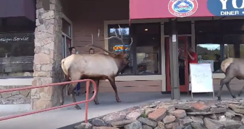 Elk Spotted Window Shopping Downtown