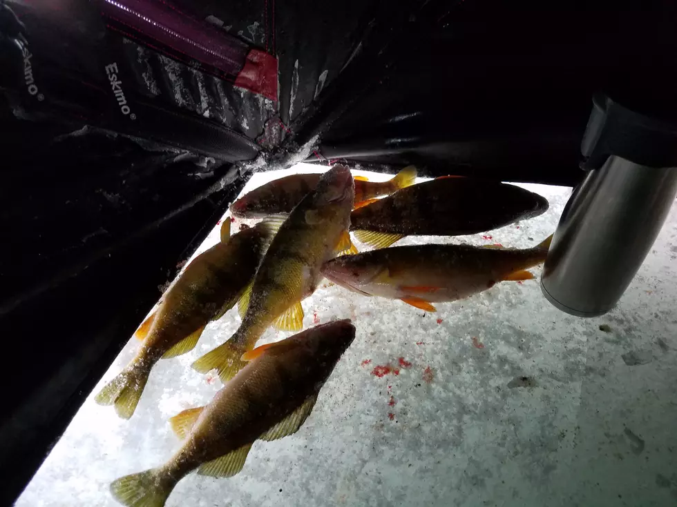 Catching Perch Through the Ice in Western Montana