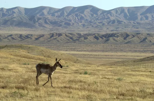 Pronghorn Antelope Invade Downtown Traffic in Billings, Montana