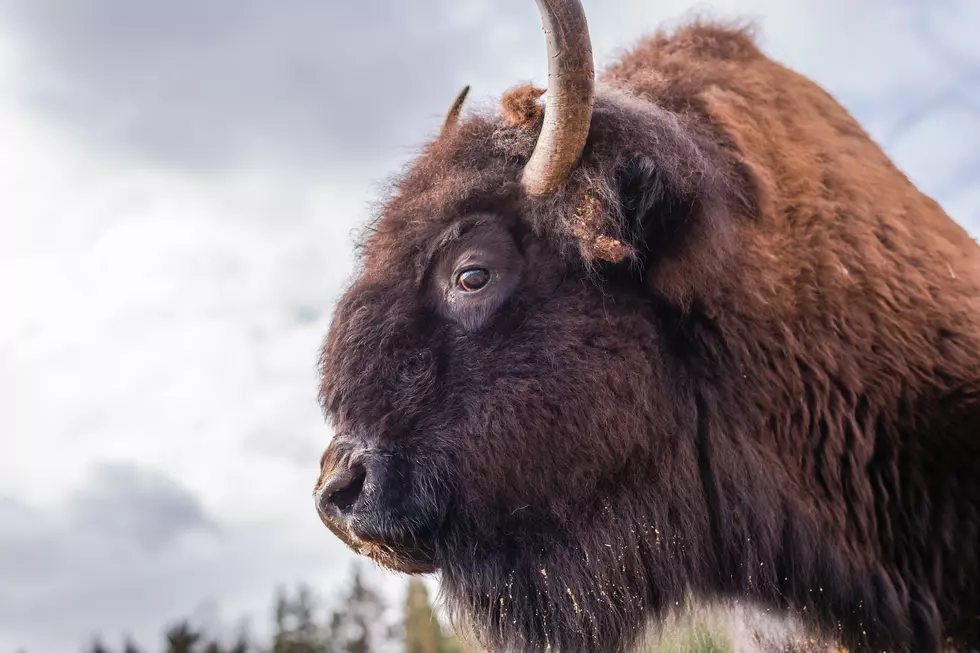 Bitterroot Celebrity Bison Breaks Loose on Streets of Corvallis