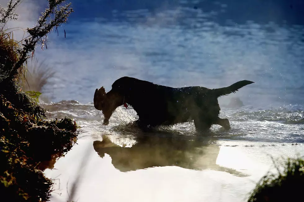 Hunting Dog Learns to Use Duck Call