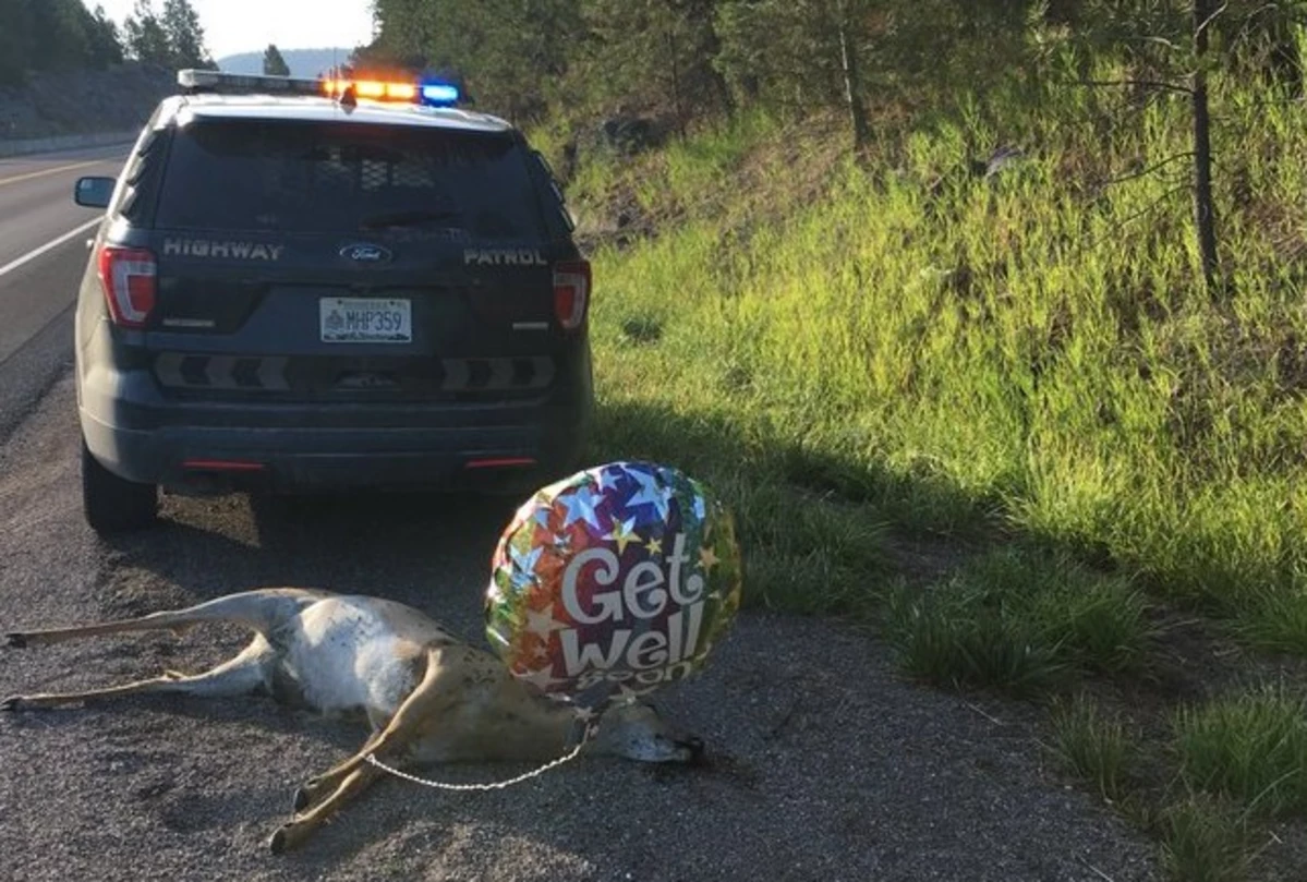 MHP Trooper Responds to 'Get Well Soon' Balloons on Roadkill