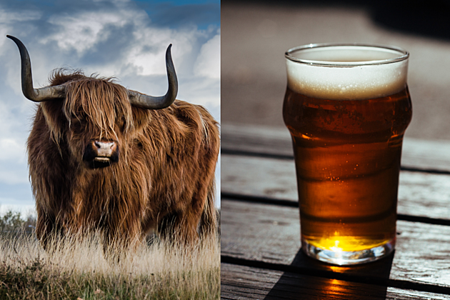 Would You Drink a Beer Brewed With Rocky Mountain Oysters?