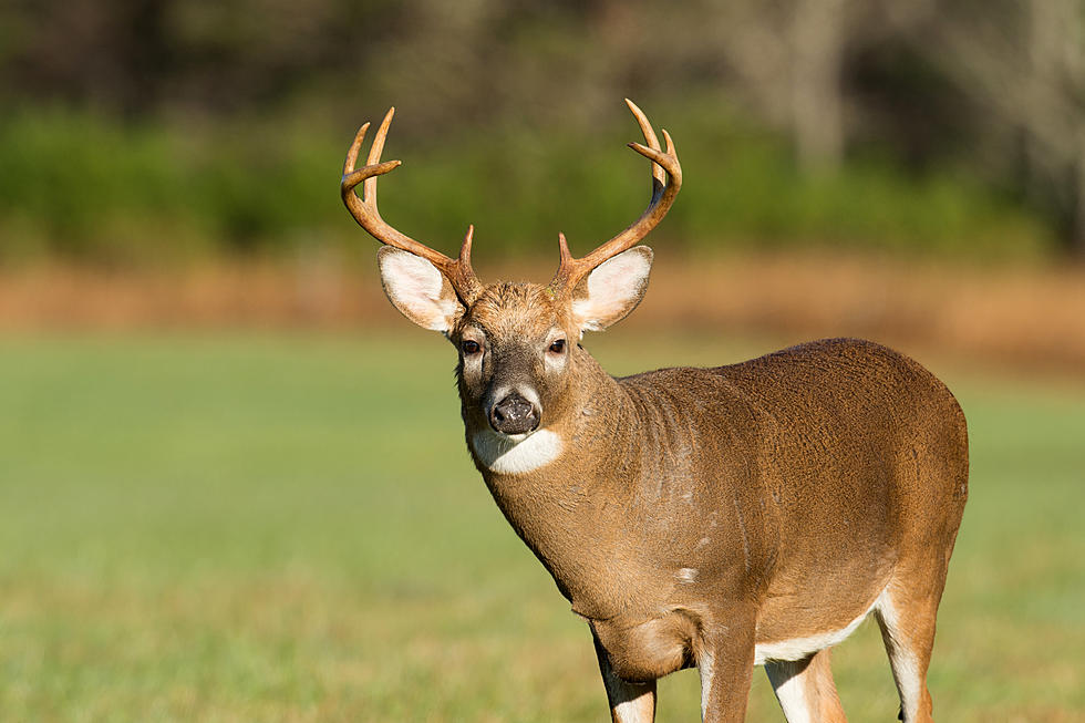 Watch Footage of a Huge Buck Crashing Through Salon Window