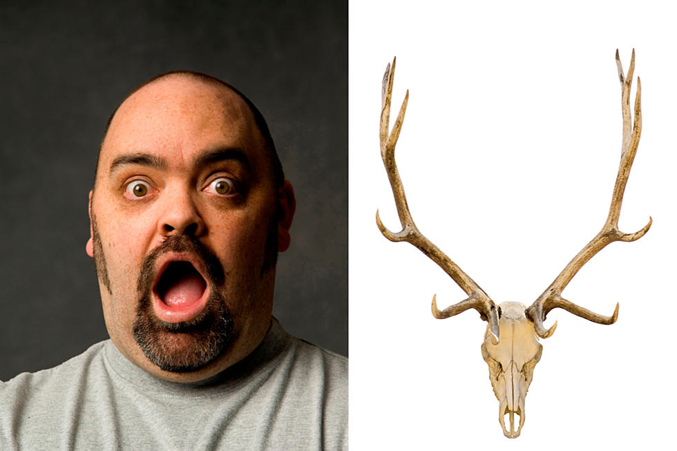 Bozeman Couple Trolls People with Gigantic Fake Elk Rack
