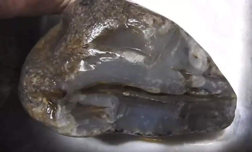 15.8 Pound Agate Found on the Yellowstone River in Billings