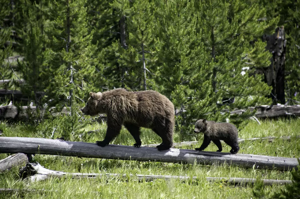 Mama Grizzly Charges Passing Car