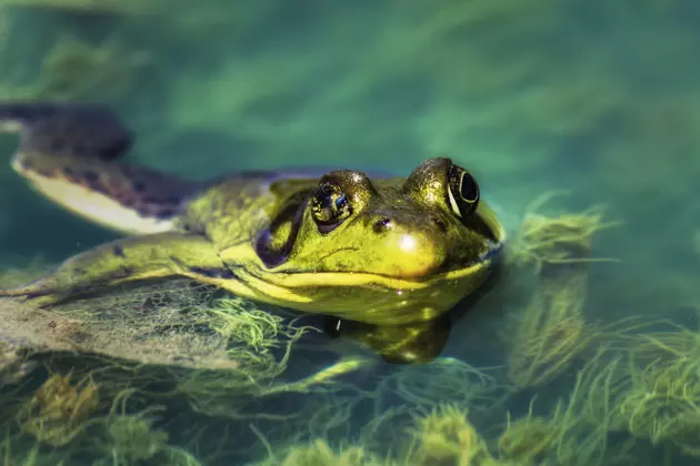 Utah is Begging People to Come Hunt Giant Bullfrogs