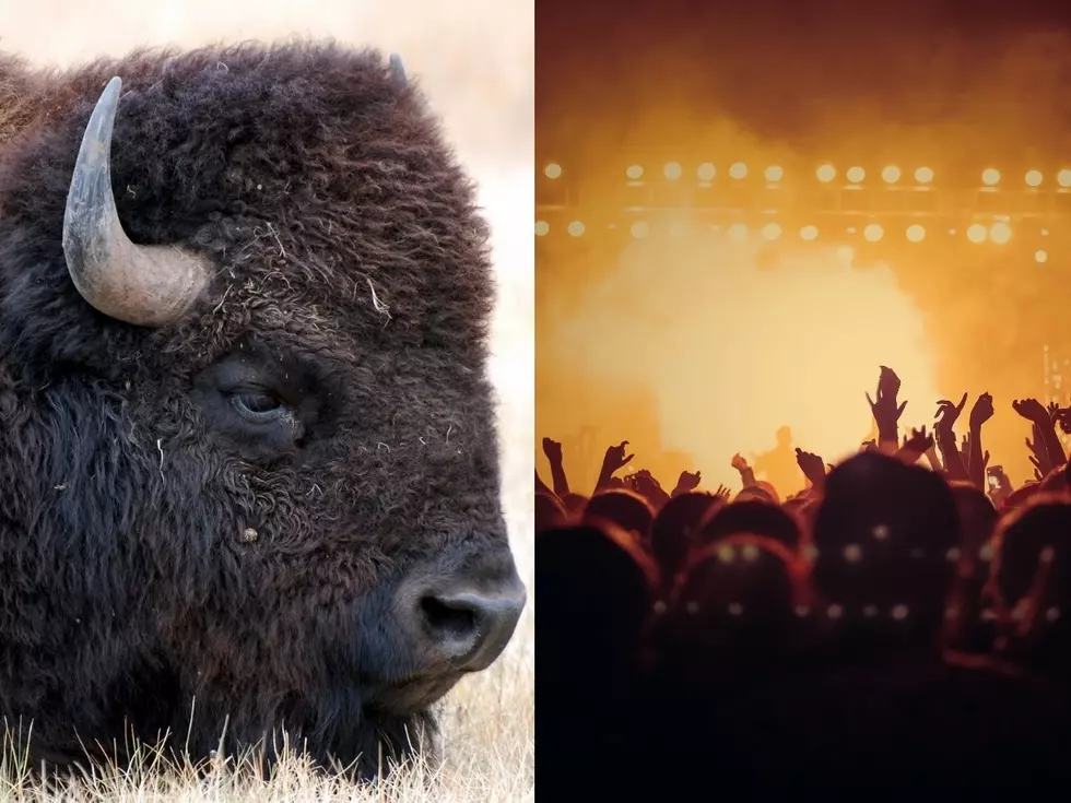 Watch Crazy Video of Bison Turning Campground into a Mosh Pit