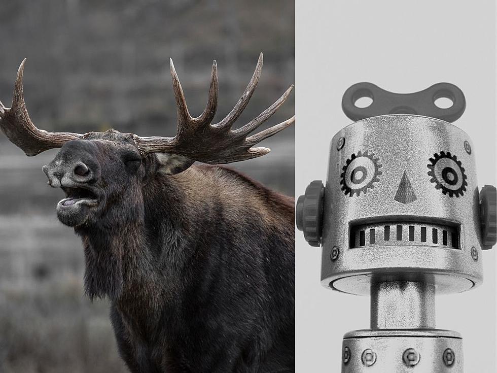 Montana Moose May Help Us Defend Against an Evil Robot Uprising