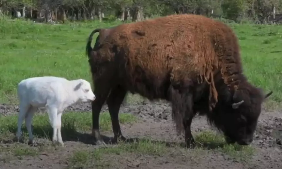 Meet HOPE the Rare White Bison Born Near Missoula
