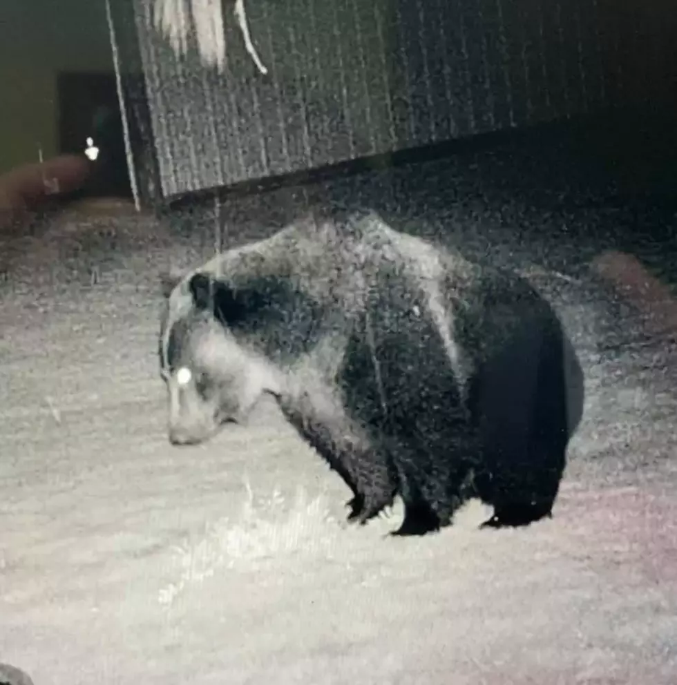 Wild Footage of Grizzly Bear Sighting Near Lolo