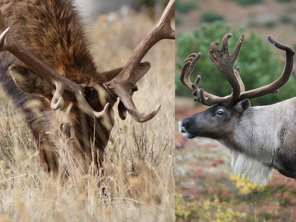 elk vs caribou