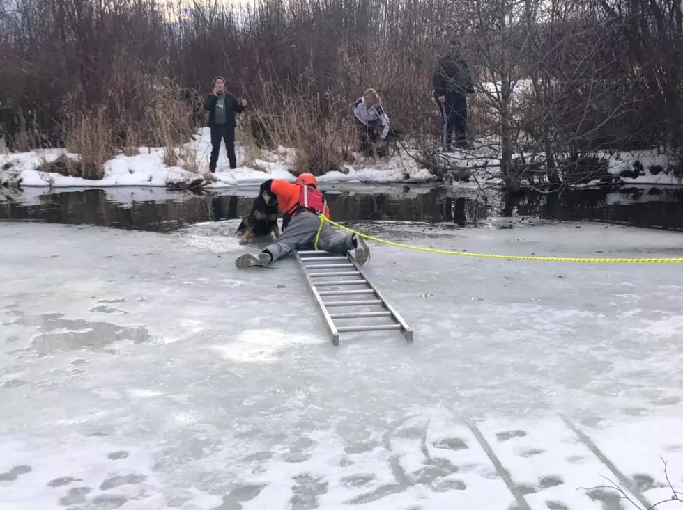 Heroic Frenchtown Rural Firefighters Rescue Dog from Icy Waters