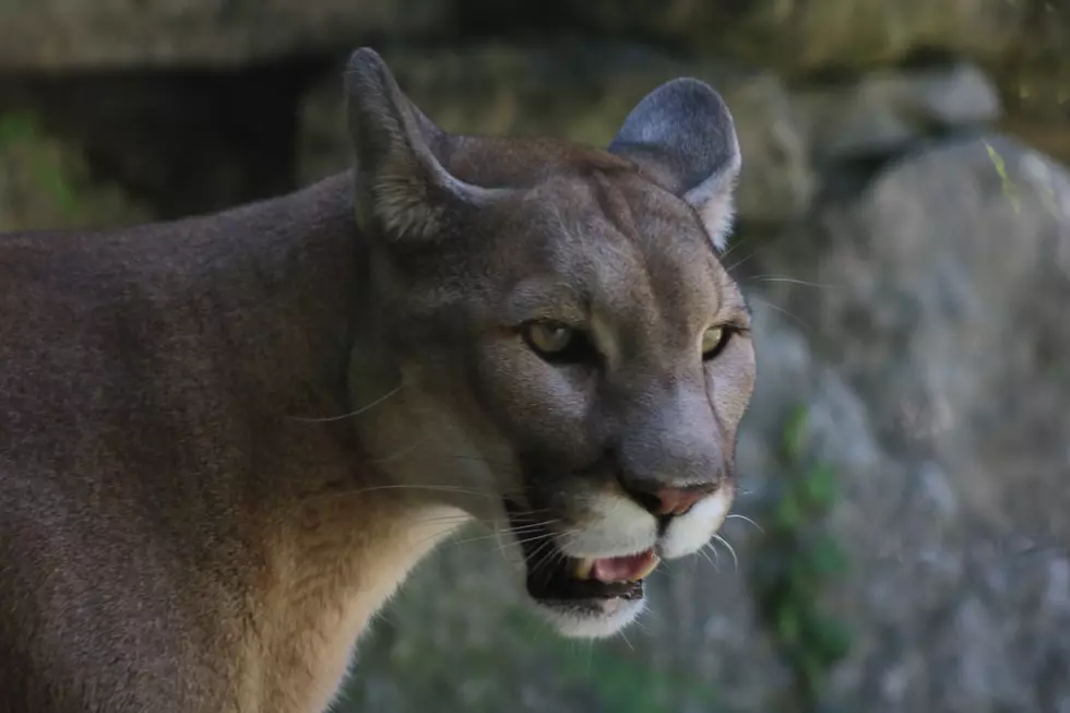 Terrifying Footage of Young Hunter Defending Herself From Mountain Lion Attack