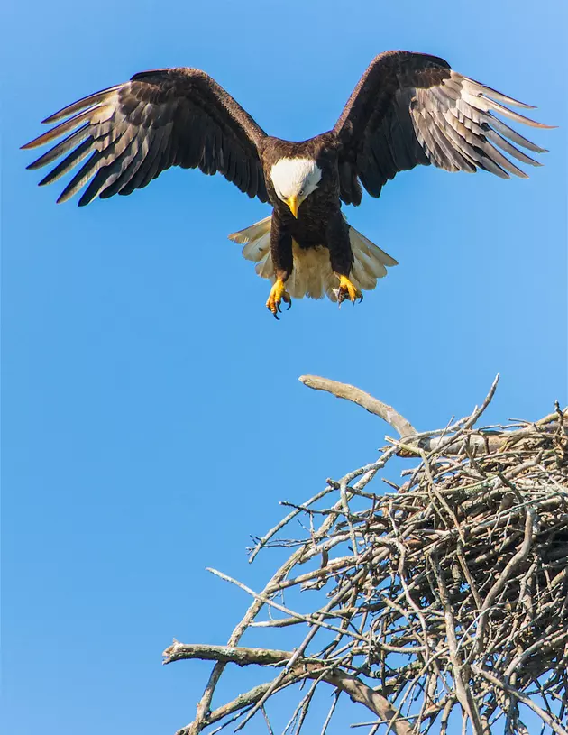 Outrageous Footage of Bald Eagle Capturing House Cat