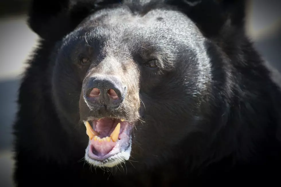 Candy Loving Bear Boots Customers From Gas Station