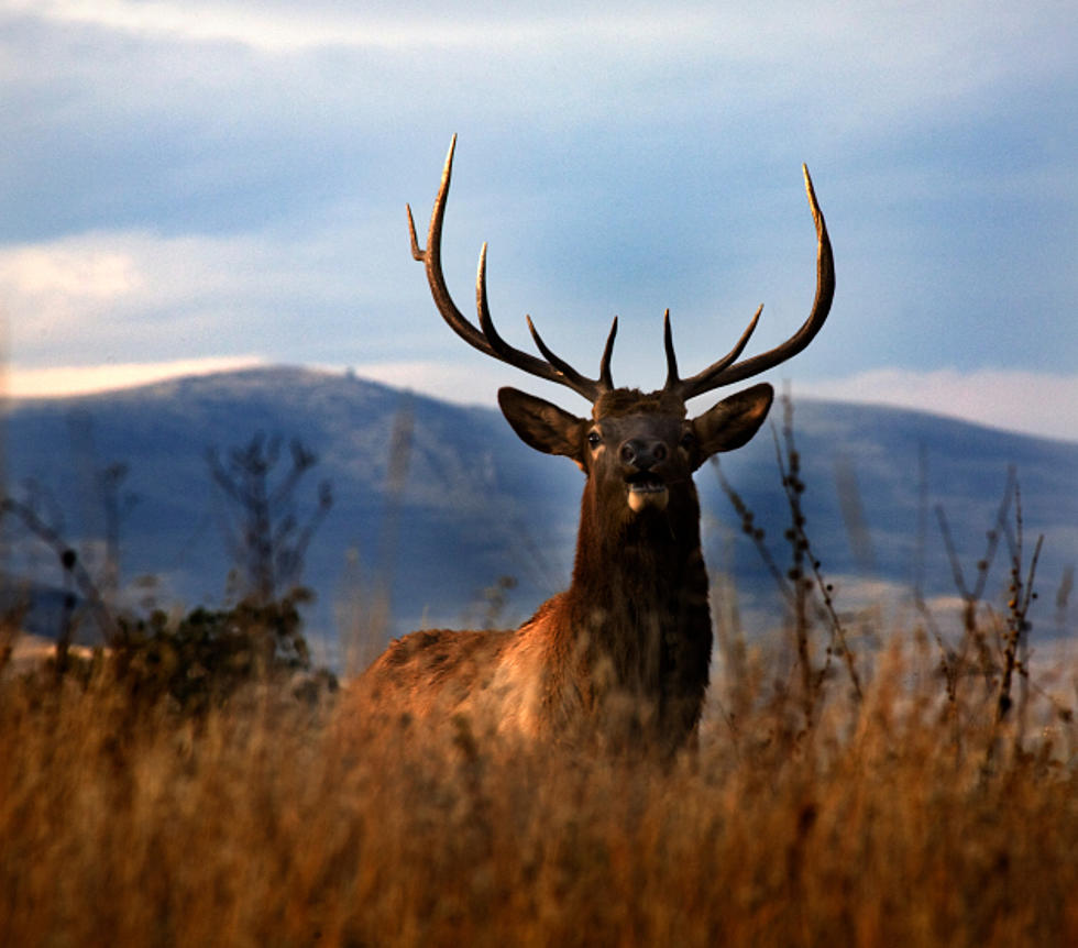 [WATCH] A Tough Guy in a Ford Truck Challenges Bull Elk and Fails