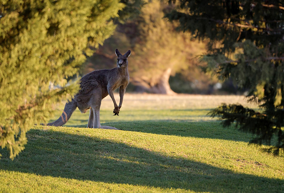 Kangaroo Spotted Wandering in Whitefish