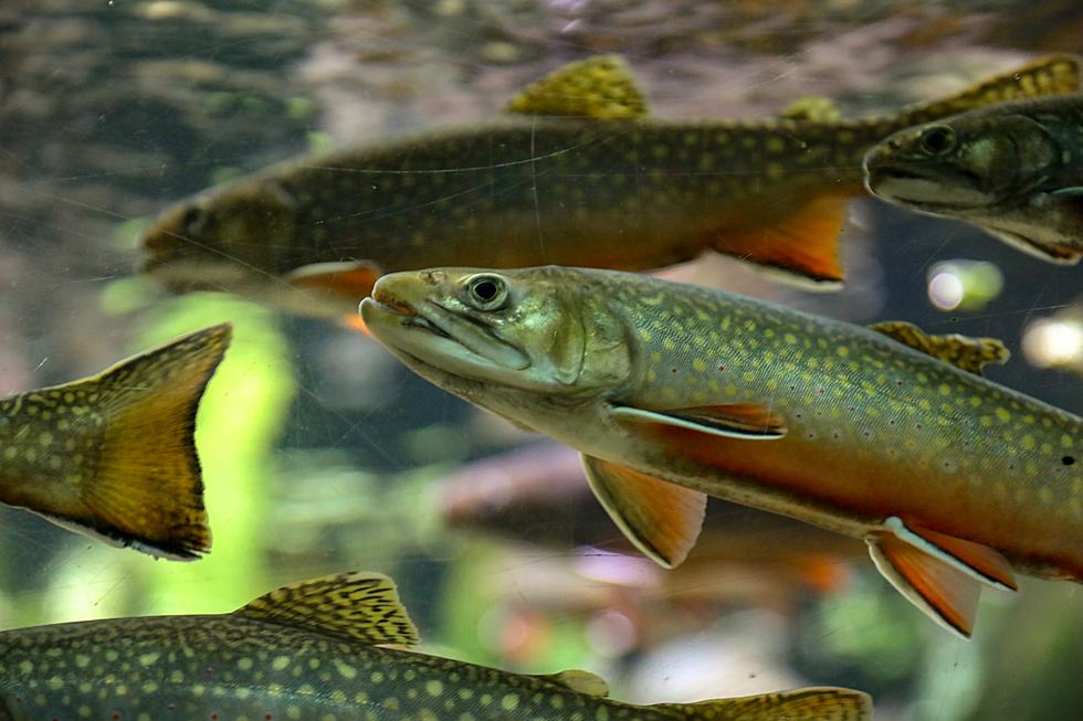 Are Trout Becoming Addicted to Meth?