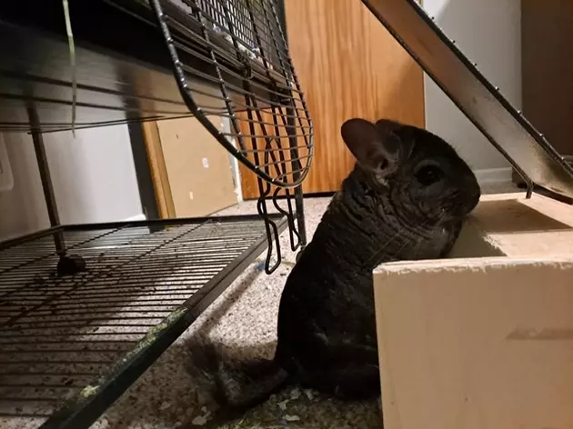 Humane Society of Western MT Offering Chinchilla for Adoption