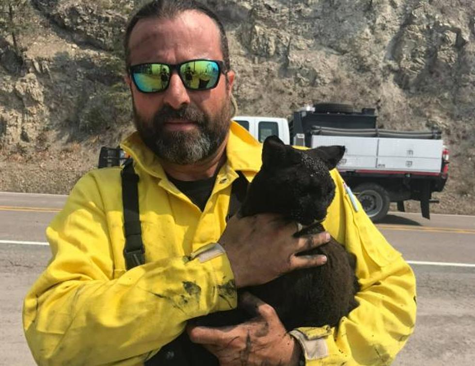 Nine Lives Miracle Cat Survives Finlay Point Fire on Flathead Lake