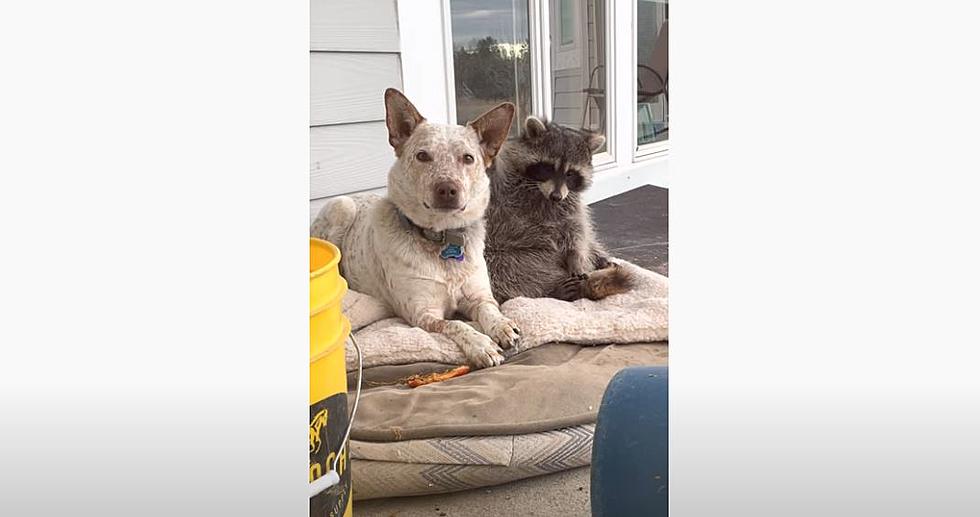 Best Friends Forever &#8211; A Montana Dog and Raccoon are Inseparable