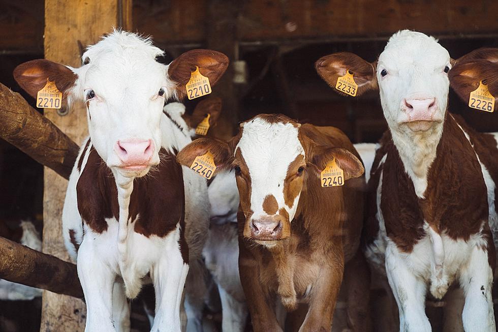 Missoula Romantic is Looking to Impress Date by Petting Cows