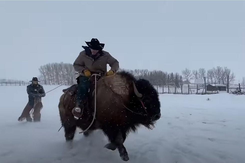 Meanwhile In Montana: Crazy Cowboys Go &#8216;Bison Boarding&#8217;