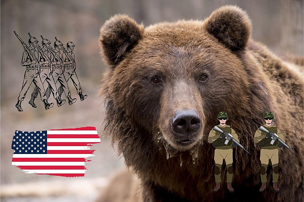 Should Montana Create an Army of Bears to Fight in World War 3?
