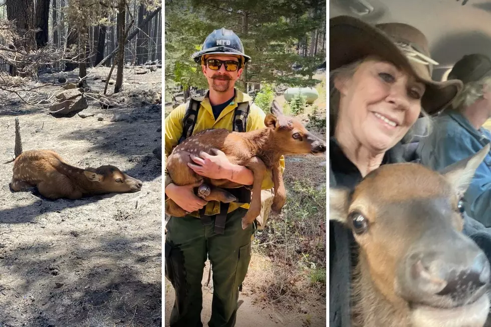 Adorable Elk Calf Rescued by Missoula Firefighters in New Mexico