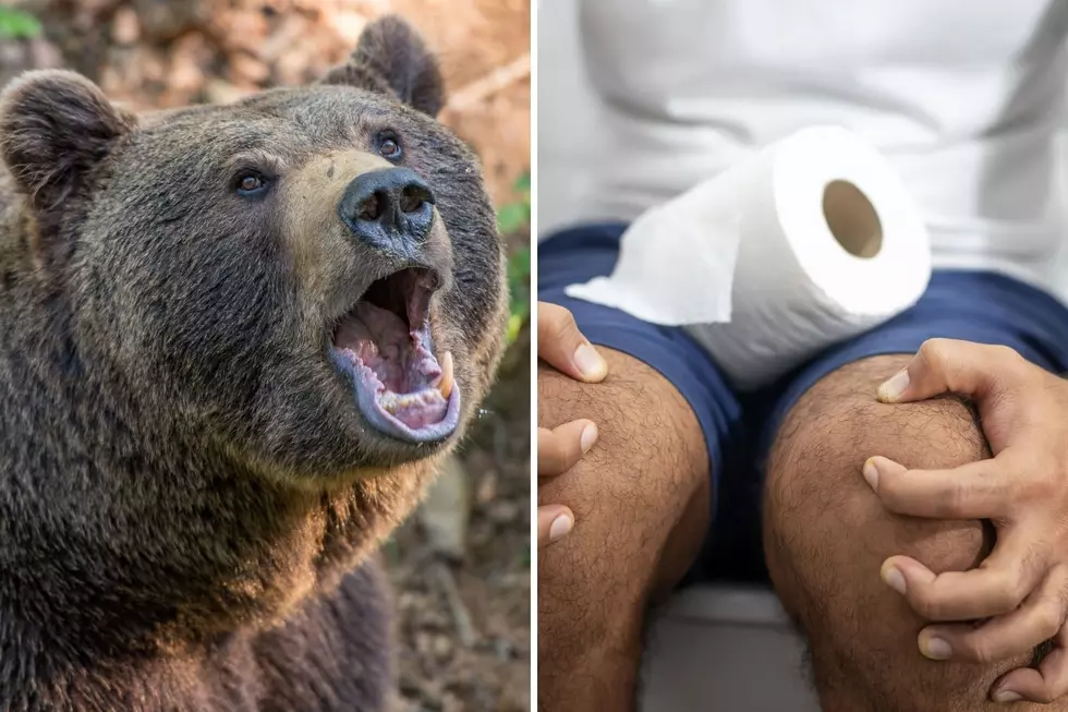 Be Careful This Weekend Camping – Bear Attacks Guy on the Toilet