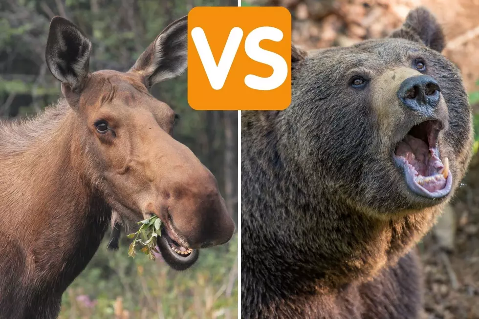 grizzly bear vs moose