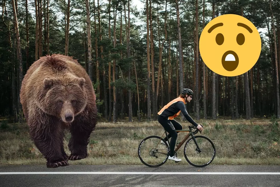 Gigantic Glacier Park Grizzly Strolls Casually Down Scenic Road