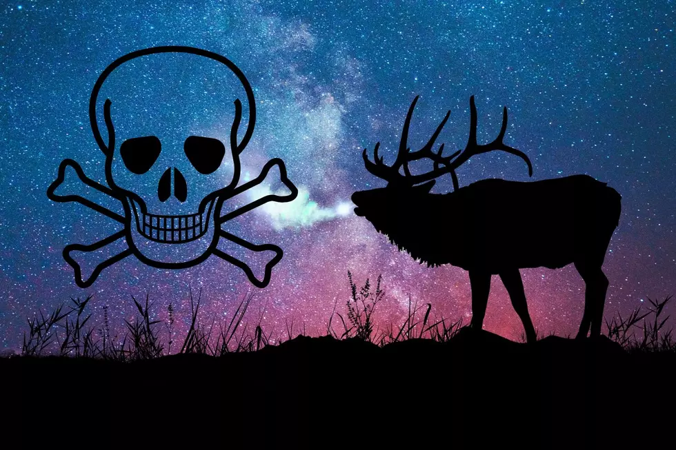 Be Safe This Year Hunting in Montana – Elk Kills Bow Hunter