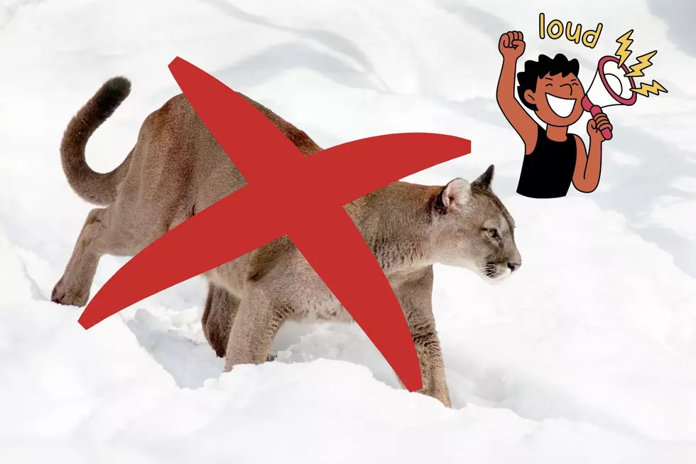 Montana Hack: Loud Heavy Metal Music is Mountain Lion Repellent