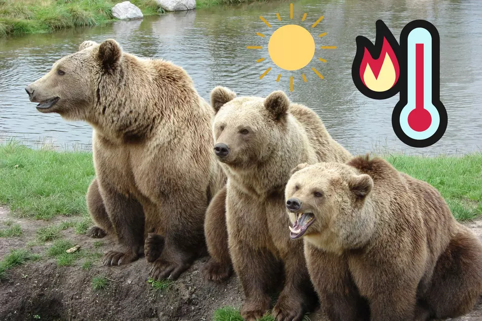 Montana Summers: How Do Bears Cool Off On A Hot Day?